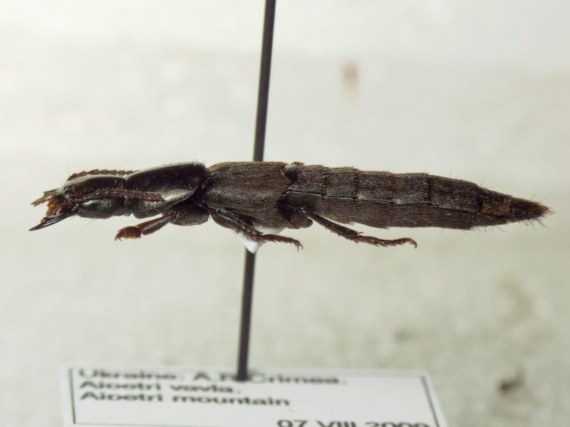 Ocypus picipennis (Fabricius, 1793)
